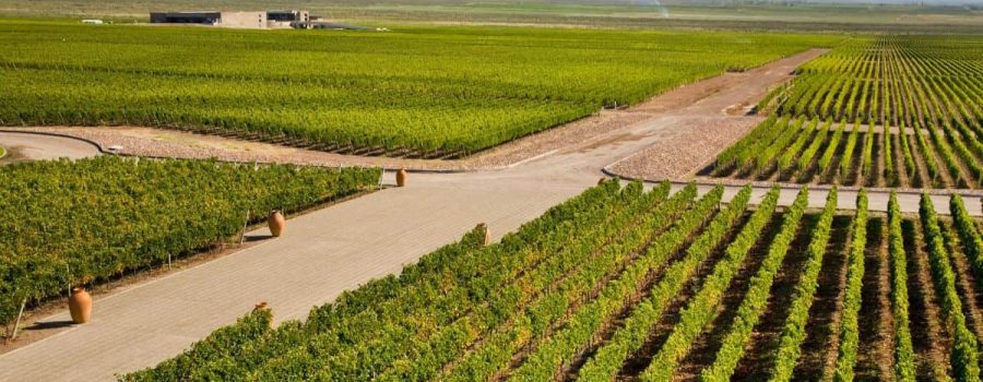vinedos-en-mendoza-3